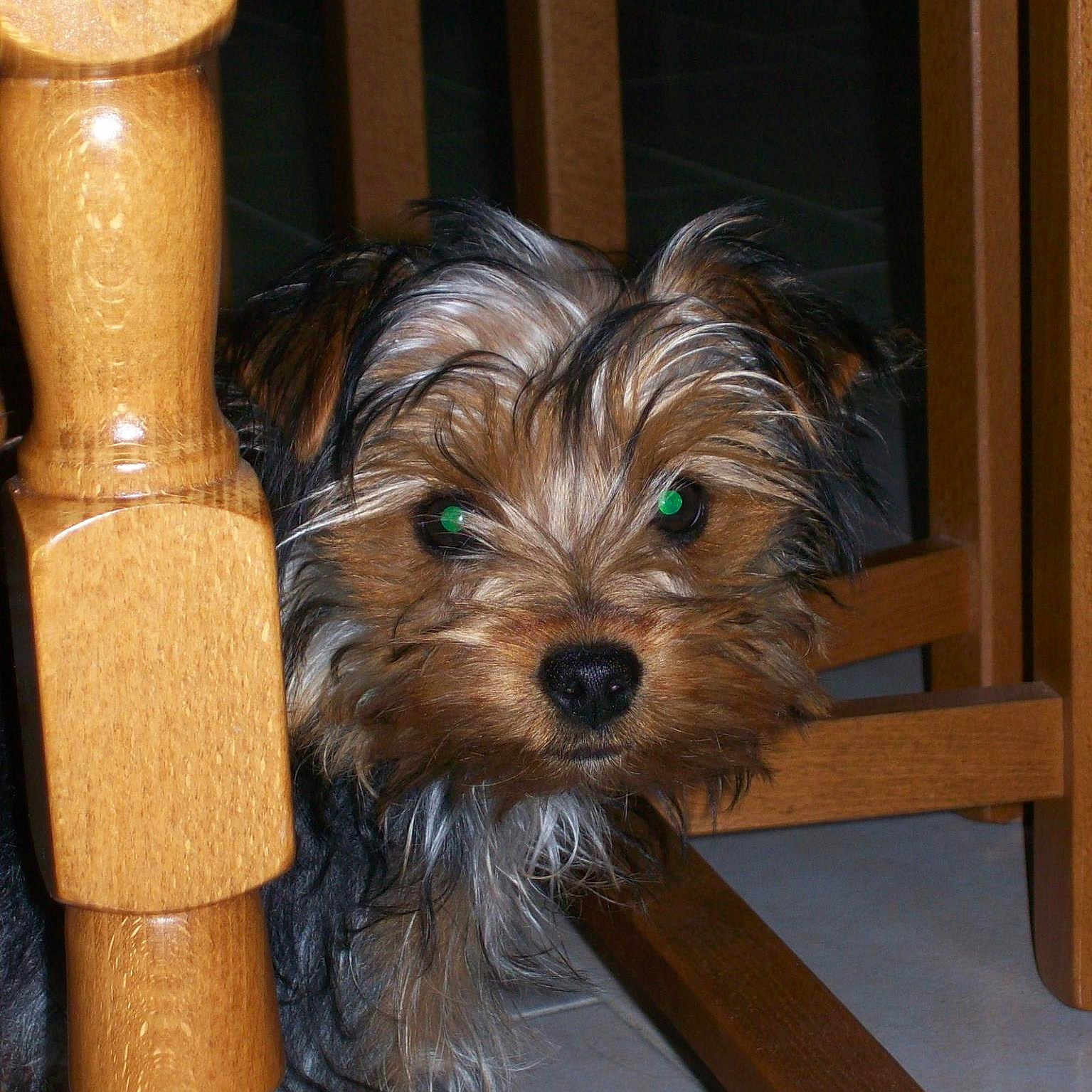 Galaxie a rejoint le concours — aidez-le/la à gagner de superbes lots ! australian_silky_terrier, biewer_terrier, canidae, carnivore, companion_dog, dog, dog_breed, mammal, morkie, puppy, rare_breed_dog, schnoodle, small_terrier, sporting_group, sporting_lucas_terrier, terrier, toy_dog, vertebrate, yorkipoo, yorkshire_terrier