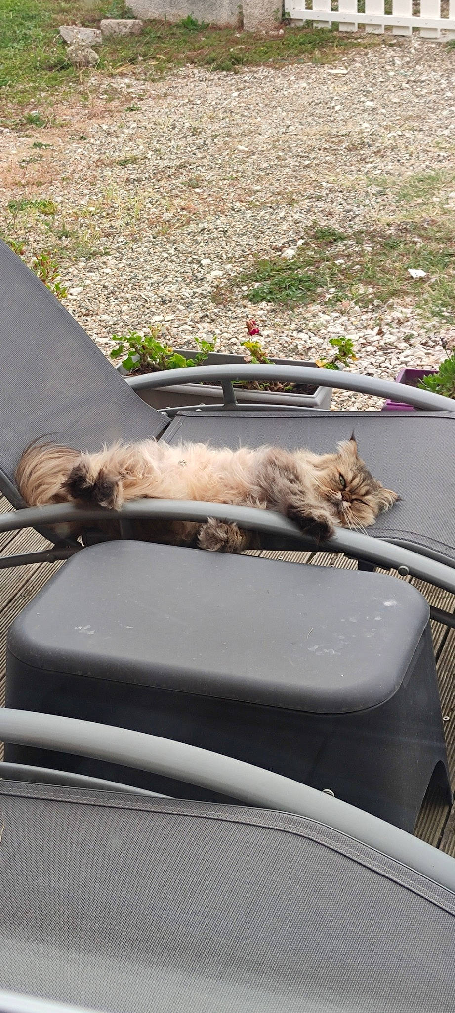 Noé a rejoint le concours — aidez-le/la à gagner de superbes lots ! automotive_exterior, automotive_window_part, carnivore, cat, comfort, companion_dog, felidae, fender, fur, glass, grass, motor_vehicle, outdoor_furniture, plant, small_to_medium_sized_cats, tail, vehicle, whiskers, windshield, wood