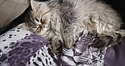 Noé participe au concours pour gagner de l'argent avec cette photo : american_shorthair, carnivoran, cat, cat_like_mammal, domestic_short_haired_cat, fur, kitten, maine_coon, mammal, norwegian_forest_cat, persian, pixie_bob, siberian, small_to_medium_sized_cats, snout, whiskers