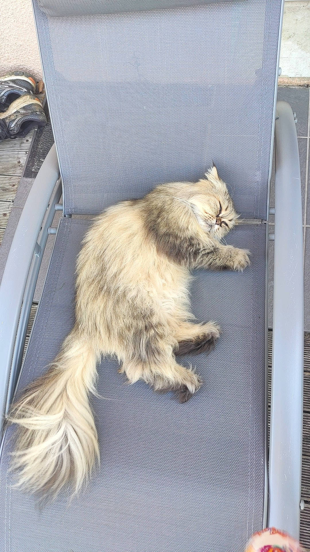 Noé a rejoint le concours — aidez-le/la à gagner de superbes lots ! british_longhair, carnivore, cat, claw, dog_breed, domestic_short_haired_cat, fawn, felidae, fur, gas, metal, paw, ragdoll, small_to_medium_sized_cats, snout, tail, terrestrial_animal, whiskers