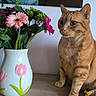 cat, ginger_cat, orange_tabby, pet, animal, sitting, portrait, whiskers, ears, eyes, flowers, bouquet, vase, pink_flowers, gerbera, houseplant, bananas, fruit, indoor, table