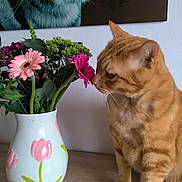 Freeskis participe au concours pour gagner de l'argent avec cette photo : cat, orange_cat, tabby, pet, animal, flowers, bouquet, gerbera, pink_flowers, vase, floral_vase, indoor, home_decor, table, wood_surface, wall_art, cat_portrait, whiskers, sitting, curious