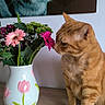 cat, orange_cat, tabby, pet, animal, flowers, bouquet, gerbera, pink_flowers, vase, floral_vase, indoor, home_decor, table, wood_surface, wall_art, cat_portrait, whiskers, sitting, curious