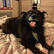 Yoyo a rejoint le concours — aidez-le/la à gagner de superbes lots ! animal, bedroom, black_dog, blanket, canine, cozy, cute, dog, domestic_animal, fur, fur_texture, happy, indoor, lying_down, mammal, pet, playful, resting, star_pattern, tongue_out