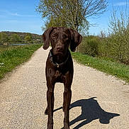 Altesse a rejoint le concours — aidez-le/la à gagner de superbes lots ! dog, brown_dog, outdoor, pathway, sunlight, shadow, grass, tree, blue_sky, nature, canine, collar, pet, summer, walking_path, leafy, forest_edge, daytime, alert, animal