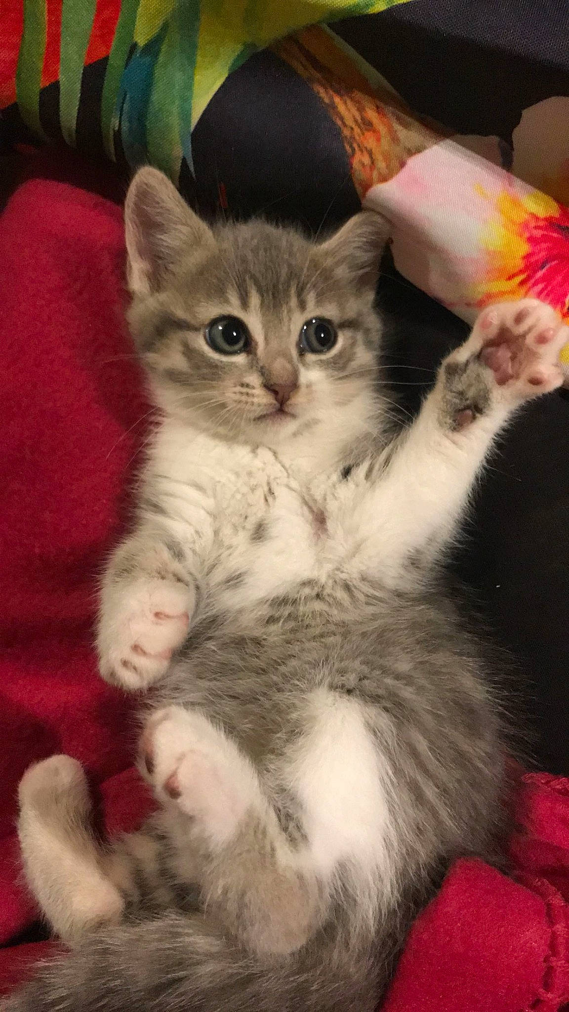 Princesse a rejoint le concours — aidez-le/la à gagner de superbes lots ! american_curl, american_shorthair, american_wirehair, asian, asian_semi_longhair, australian_mist, british_semi_longhair, carnivore, cat, claw, domestic_short_haired_cat, european_shorthair, felidae, kitten, mammal, polydactyl_cat, siberian, small_to_medium_sized_cats, vertebrate, whiskers