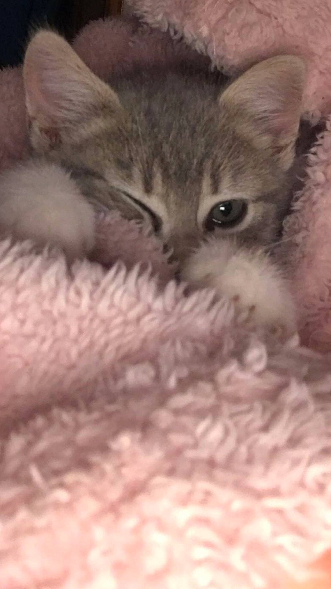 Princesse a rejoint le concours — aidez-le/la à gagner de superbes lots ! asian, burmilla, carnivore, cat, close_up, domestic_short_haired_cat, european_shorthair, felidae, fur, german_rex, kitten, mammal, ojos_azules, pixie_bob, polydactyl_cat, singapura, small_to_medium_sized_cats, snout, tabby_cat, whiskers