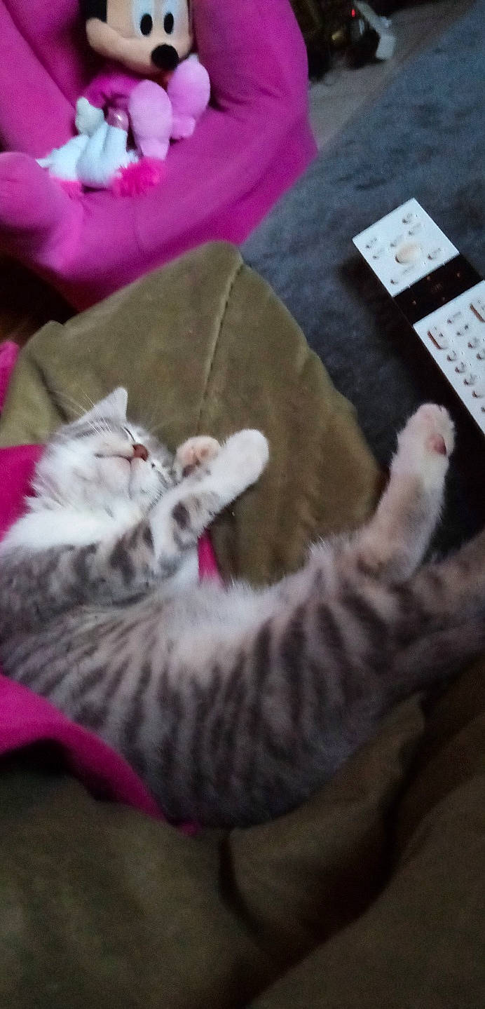 Princesse a rejoint le concours — aidez-le/la à gagner de superbes lots ! american_shorthair, asian, carnivore, cat, domestic_short_haired_cat, dragon_li, european_shorthair, felidae, fur, kitten, mammal, munchkin, nap, paw, pink, pixie_bob, small_to_medium_sized_cats, tabby_cat, tail, whiskers