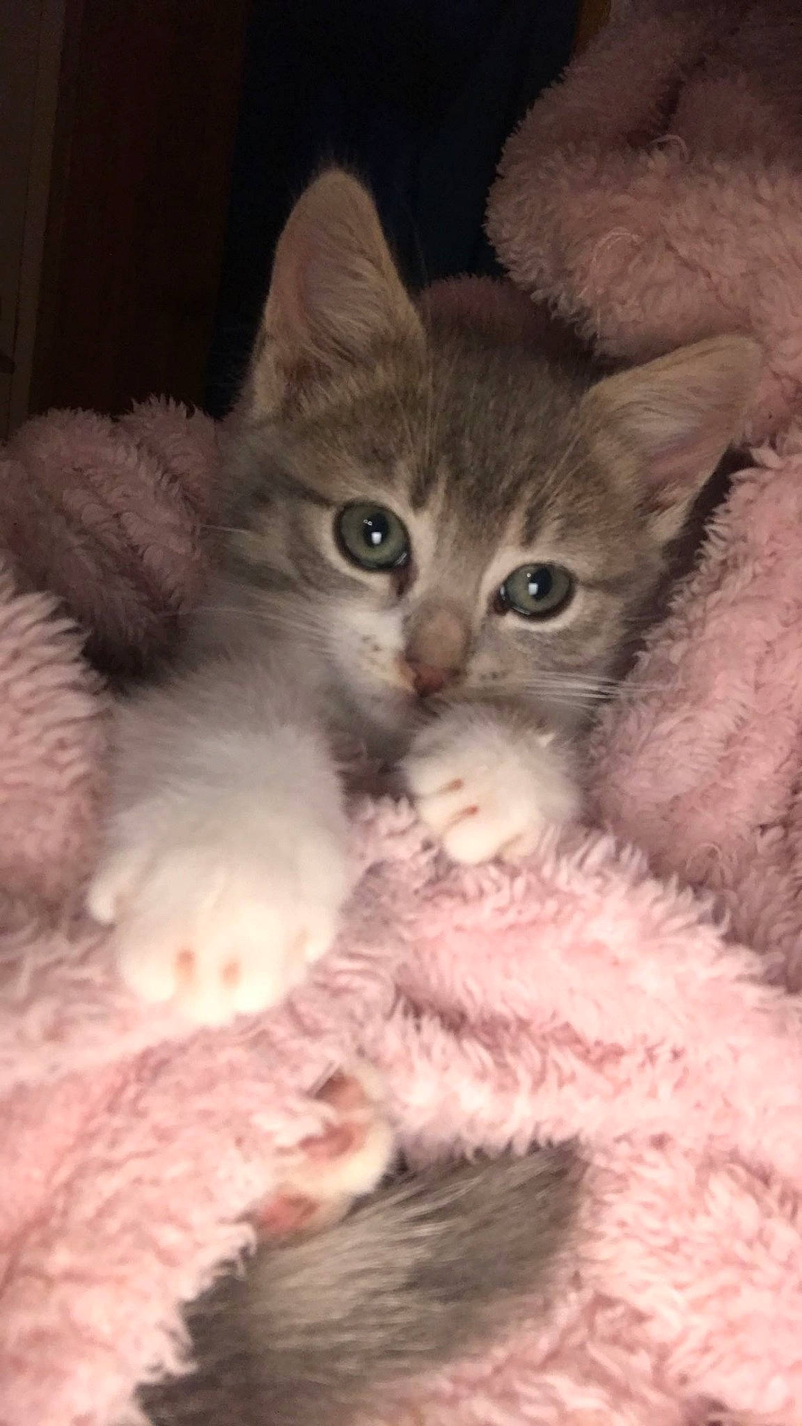 Princesse participe au concours pour gagner de l'argent avec cette photo : asian, australian_mist, burmilla, carnivore, cat, domestic_short_haired_cat, fawn, felidae, german_rex, kitten, mammal, oriental_longhair, pixie_bob, polydactyl_cat, siberian, small_to_medium_sized_cats, somali, turkish_angora, vertebrate, whiskers