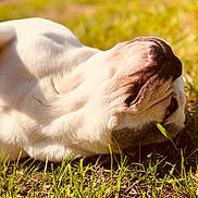 Fahra a rejoint le concours — aidez-le/la à gagner de superbes lots ! carnivoran, close_up, dog, dog_breed, dog_breed_group, dog_like_mammal, emotion, fauna, grass, puppy, snout, sporting_group, whiskers, wildlife