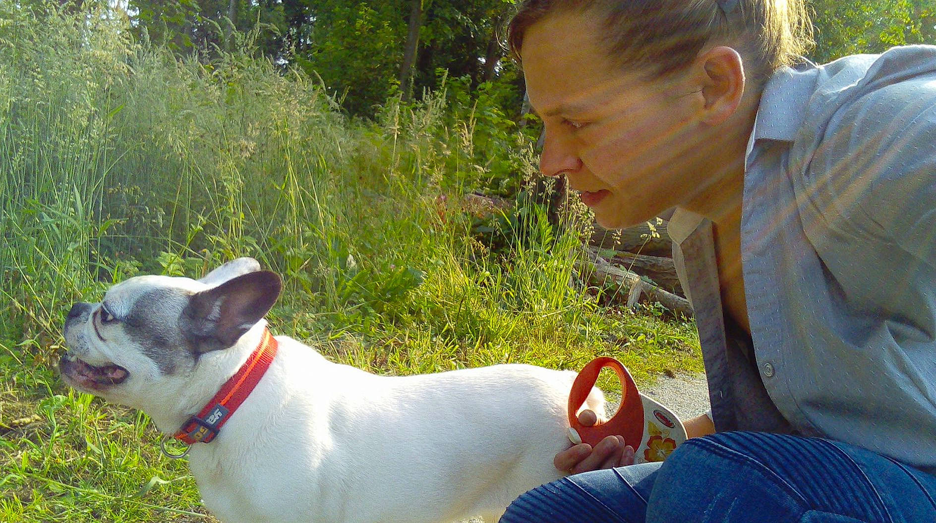 Fahra participe au concours pour gagner de l'argent avec cette photo : american_bulldog, bulldog, carnivoran, dog, dog_breed, dog_breed_group, dog_like_mammal, french_bulldog, grass, non_sporting_group, person, plant, snout, vertebrate