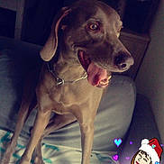 Funcky participe au concours pour gagner de l'argent avec cette photo : carnivoran, dog, dog_breed, dog_like_mammal, ear, mammal, snout, sporting_group, vertebrate, weimaraner