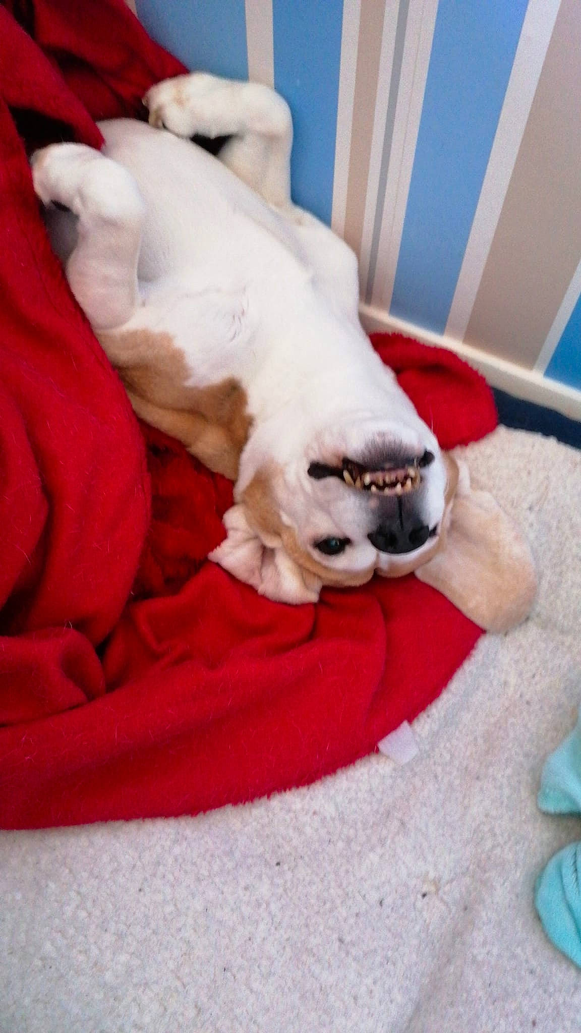 Glitch is registered to the contest to win money with this photo: canidae, carnivore, collar, comfort, companion_dog, dog, dog_breed, dog_supply, fawn, flooring, fur, linens, nap, paw, pet_supply, snout, sporting_group, tail, whiskers, working_animal