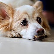 Teddy is registered to the contest to win money with this photo: bokeh, canine, close_up, cute, dog, ear, eyes, floor, indoor, lying_down, muzzle, nose, paw, pet, portrait, resting, shallow_depth_of_field, tan_fur, whiskers, white_fur