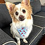 adorable, bandana, big_eyes, close_up, couch, dog, ears, fluffy, home_interior, living_room, lobster_pattern, nose, paws, pet, portrait_on_wall, sitting, small_dog, smile, sofa, toothy_grin