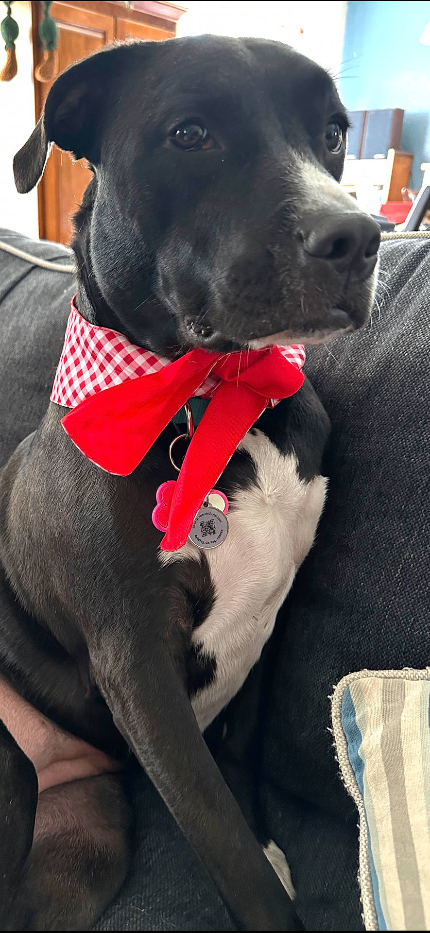 Katie is registered to the contest to win money with this photo: attentive, bandana, black_dog, checkered_bandana, chest_marking, close_up, collar, couch, dog, dog_tag, indoor, living_room, paw, pet, portrait, red_bow, sofa, upholstery, whiskers, white_patch