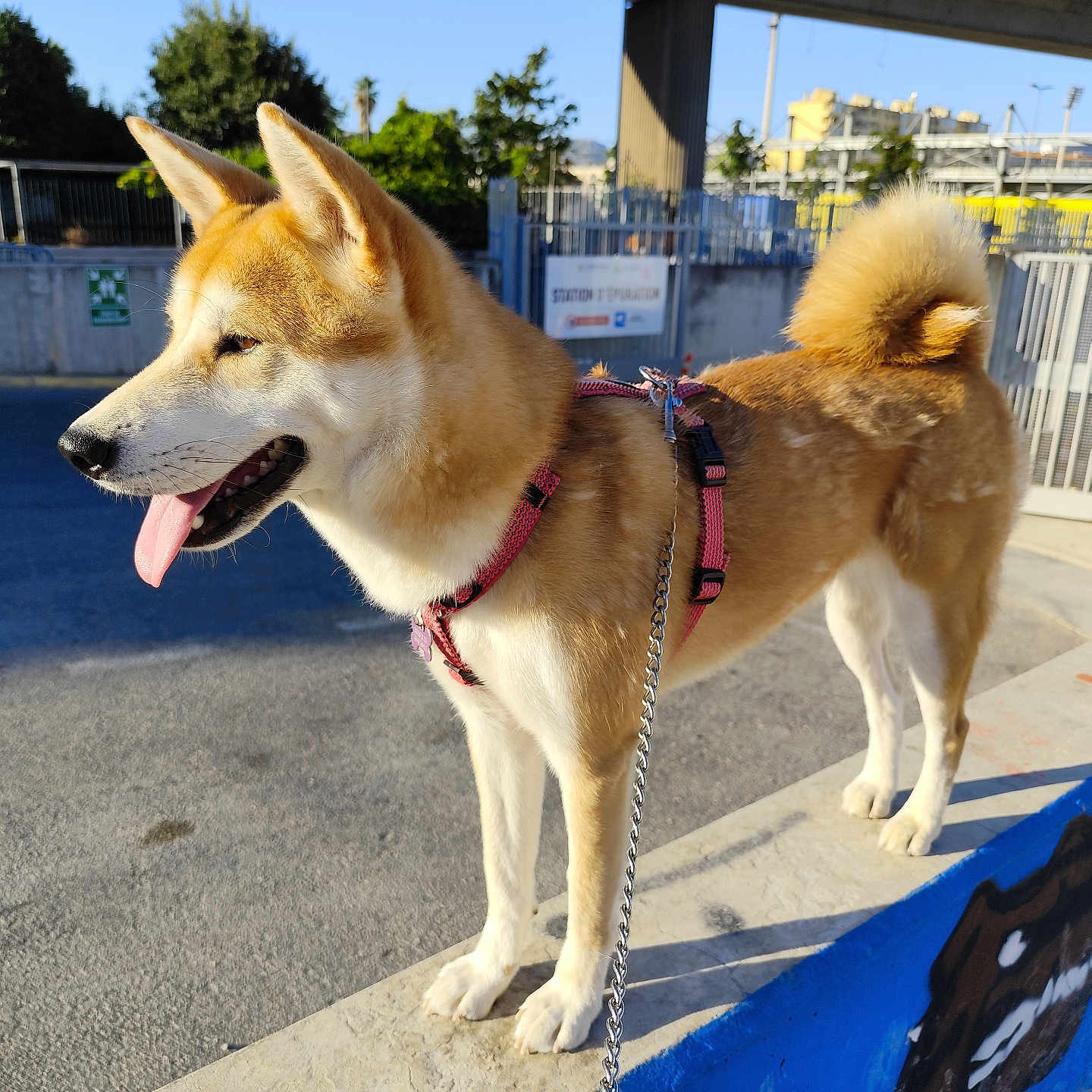 Maya participe au concours pour gagner de l'argent avec cette photo : animal, blue_paint, canine, concrete, curled_tail, daytime, dog, ears_up, fence, happy, harness, leash, outdoor, pet, shadow, side_view, standing, sunlight, tongue_out, urban