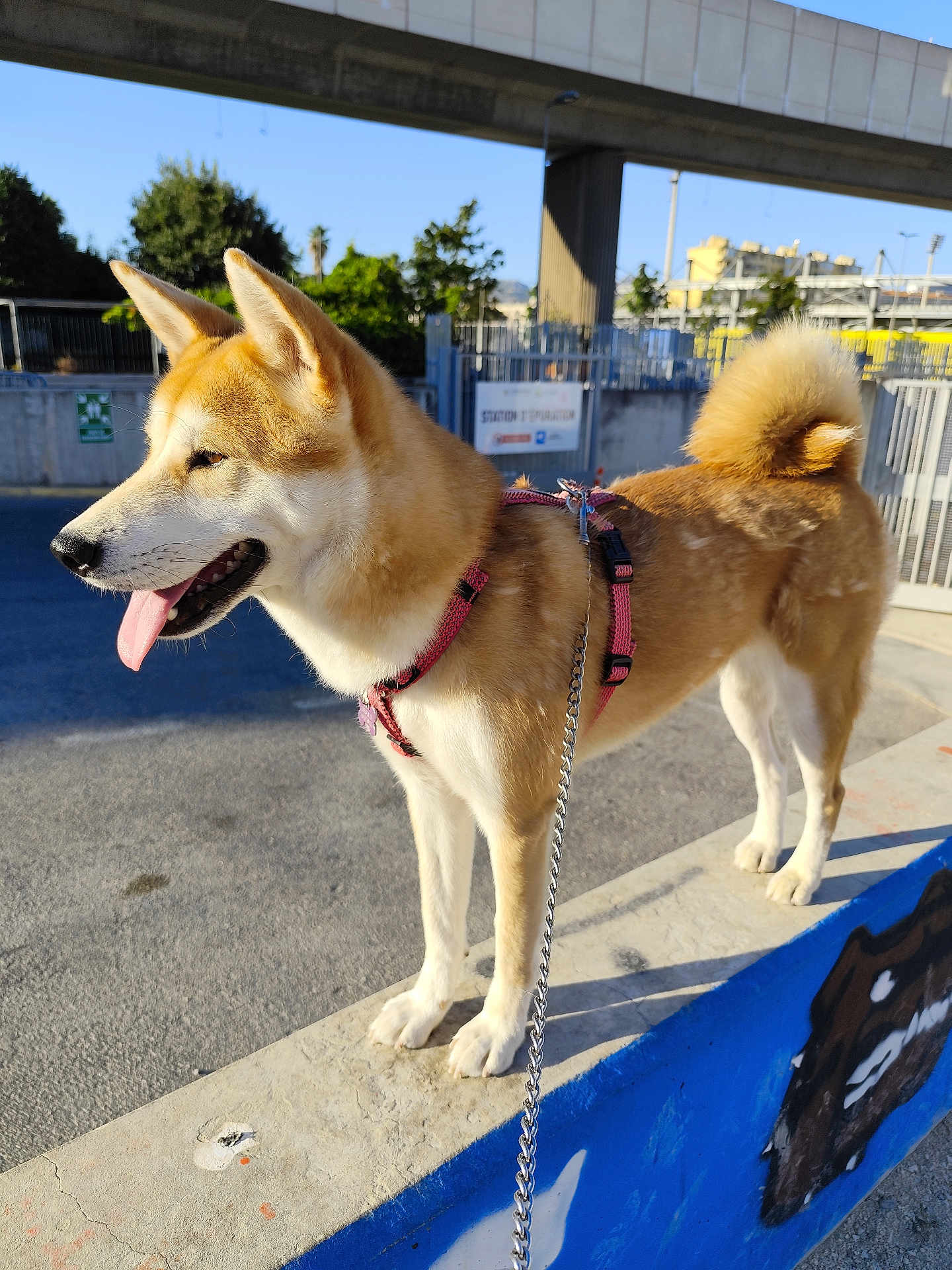 Maya