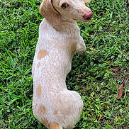 Arlo joined the competition — help win amazing prizes! dog, dachshund, pet, grass, backyard, looking_back, spots, white_fur, tan_spots, tail, ears, eyes, nose, outdoor, lawn, ground, small_dog, sitting, cute, domestic_animal