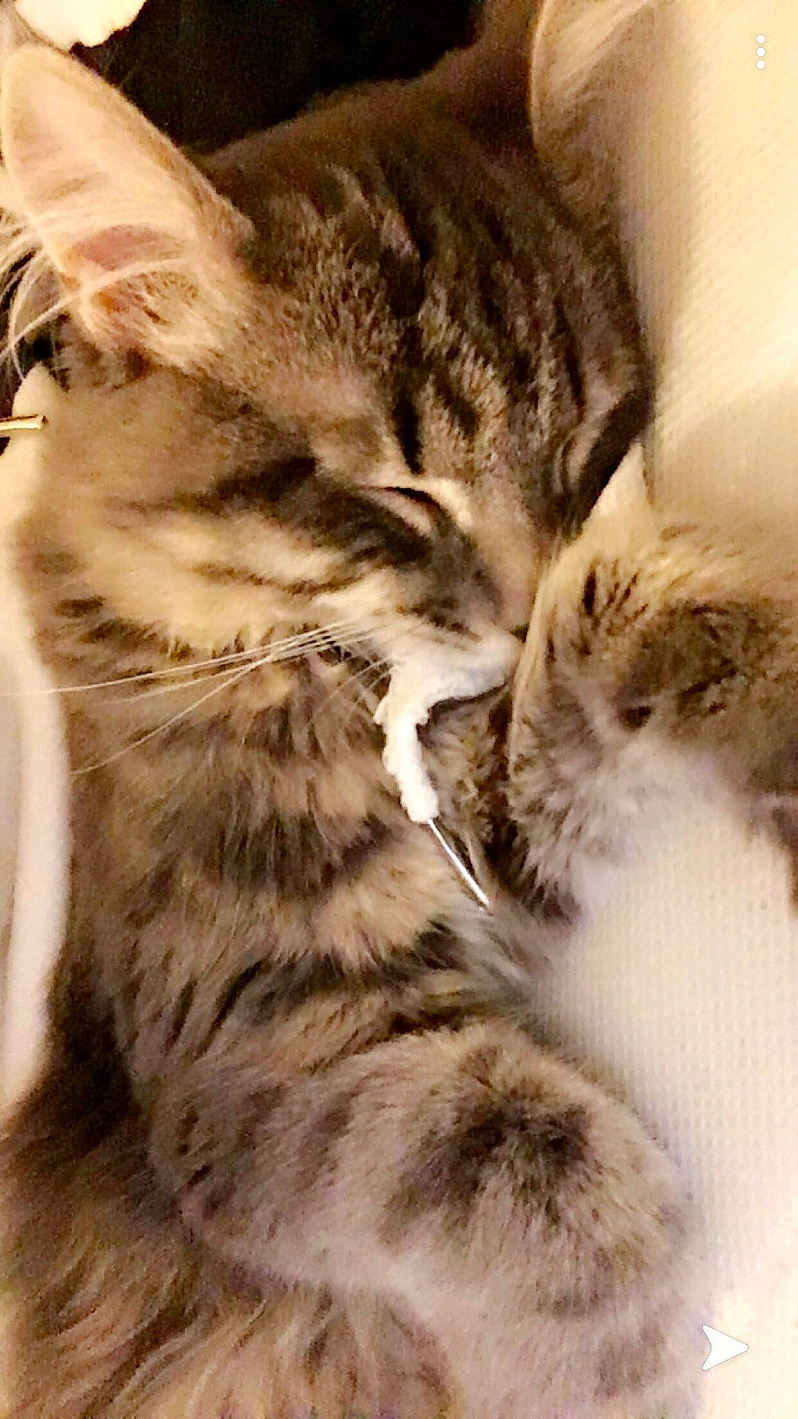 Koda a rejoint le concours — aidez-le/la à gagner de superbes lots ! american_shorthair, american_wirehair, asian, carnivore, cat, domestic_short_haired_cat, dragon_li, european_shorthair, felidae, fur, kitten, mammal, paw, pixie_bob, polydactyl_cat, small_to_medium_sized_cats, snout, tabby_cat, whiskers