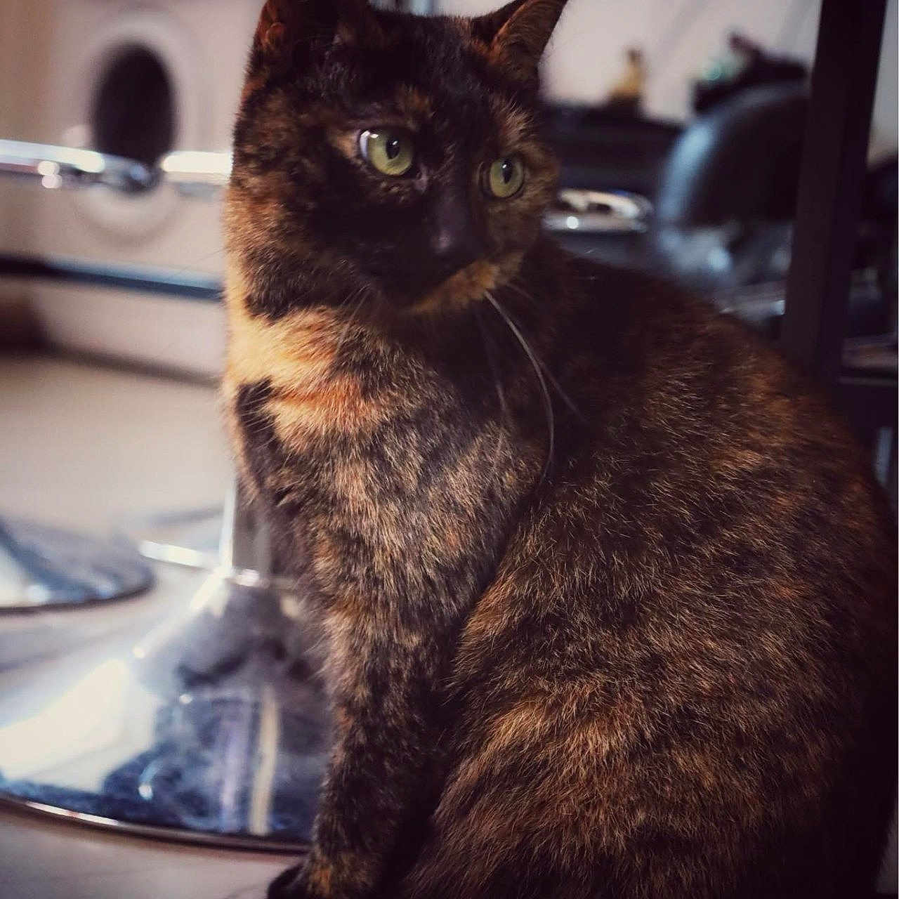 Nala participe au concours pour gagner de l'argent avec cette photo : abyssinian, angora, animal, blackcat, brasssection, cat, chair, desk, egyptiancat, furniture, horn, indoors, kitten, manx, musicalinstrument, pet, plant, sink, sinkfaucet, table
