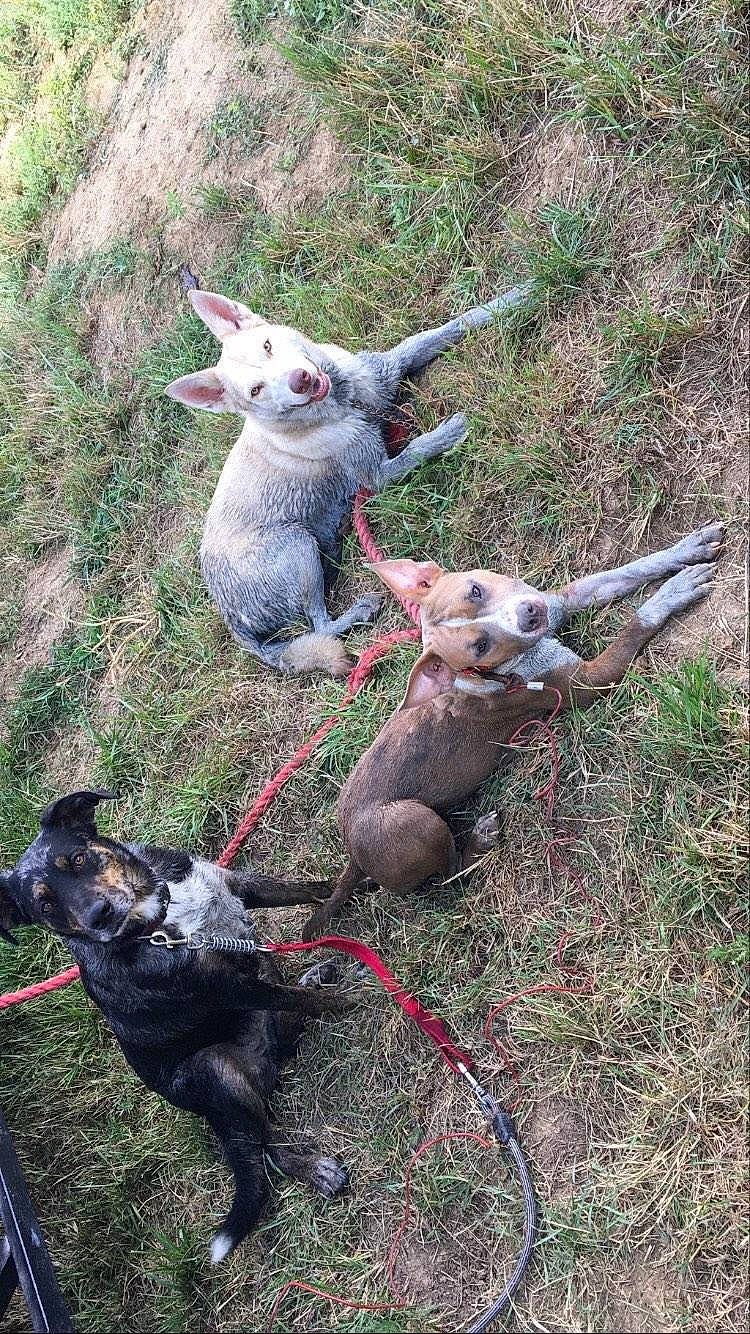 Maika a rejoint le concours — aidez-le/la à gagner de superbes lots ! canidae, carnivore, dog, dog_breed, fawn, hunting_dog, mammal, vertebrate