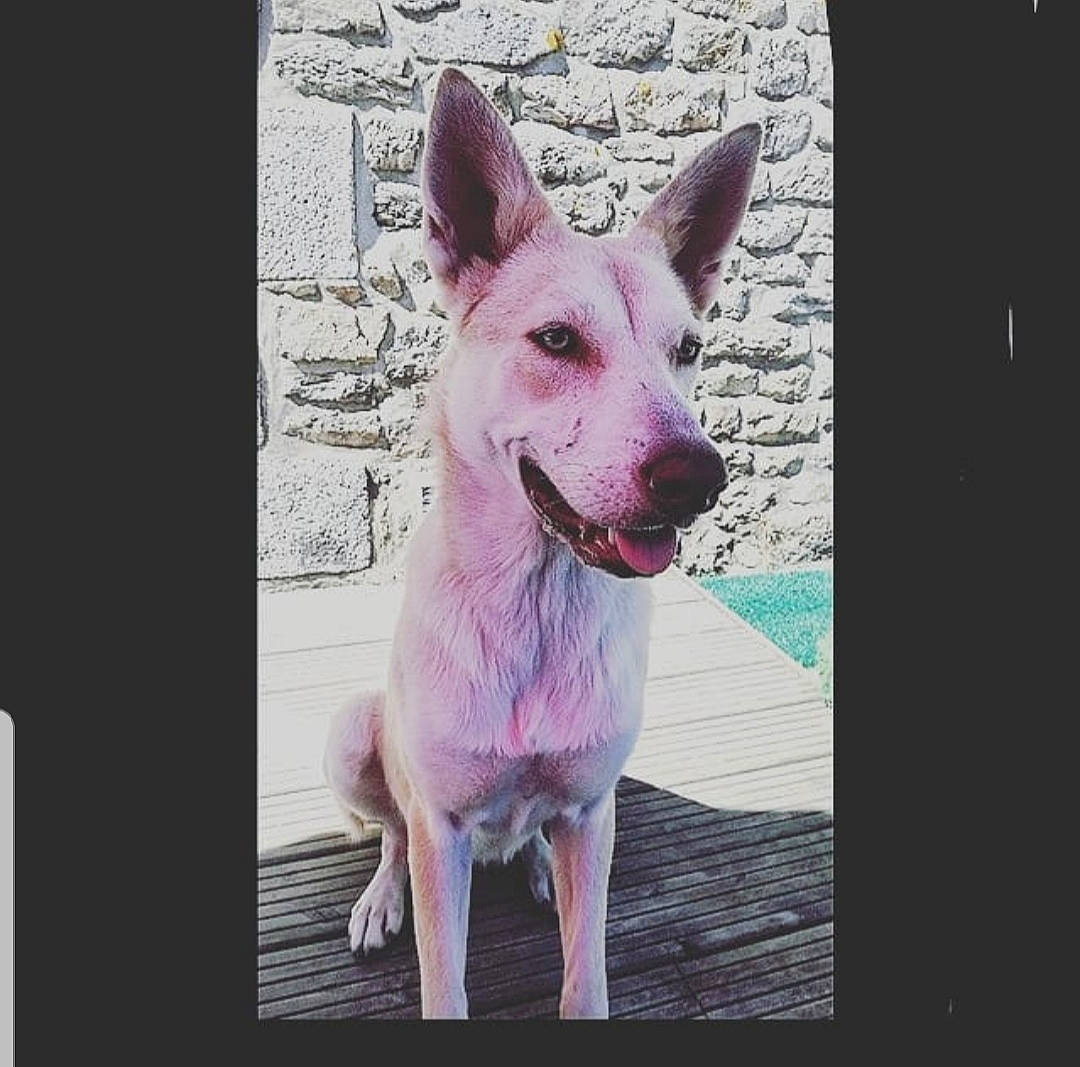 Maika a rejoint le concours — aidez-le/la à gagner de superbes lots ! berger_blanc_suisse, canidae, carnivore, dog, dog_breed, german_shepherd_dog, mammal, rare_breed_dog, vertebrate, white_shepherd, working_dog