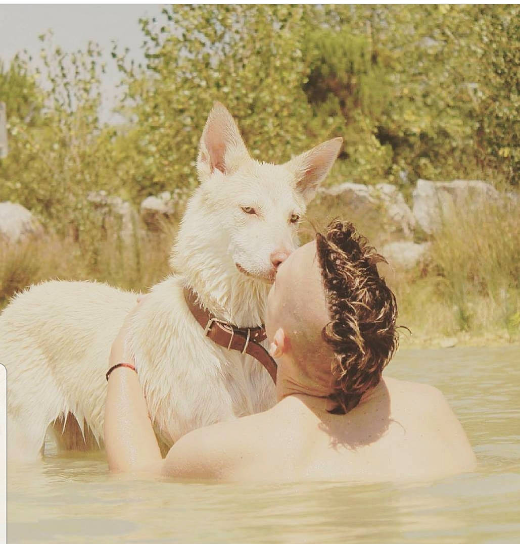 Maika a rejoint le concours — aidez-le/la à gagner de superbes lots ! bull_terrier, canidae, carnivore, dog