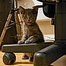 Inti participe au concours pour gagner de l'argent avec cette photo : kitten, cat, gray_cat, indoor, floor, wooden_floor, office_chair, chair_wheel, tripod_lamp, pet, animal, cute, young_cat, feline, fur, whiskers, playful, curious, sitting, mouth_open