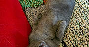 Inti participe au concours pour gagner de l'argent avec cette photo : cat, gray_cat, knitted_blanket, red_leather_couch, tattoo, arm, pet, indoor, resting, cute, curious, wide_eyes, cozy, feline, fur, relaxed, home, comfort, close_up, looking_up