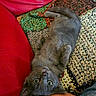 cat, gray_cat, knitted_blanket, red_leather_couch, tattoo, arm, pet, indoor, resting, cute, curious, wide_eyes, cozy, feline, fur, relaxed, home, comfort, close_up, looking_up