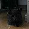 Inti a rejoint le concours — aidez-le/la à gagner de superbes lots ! kitten, cat, gray_cat, floor, wooden_floor, indoor, pet, animal, feline, cute, young_cat, resting, looking, ears, whiskers, paws, soft_light, shadow, cozy, closeup