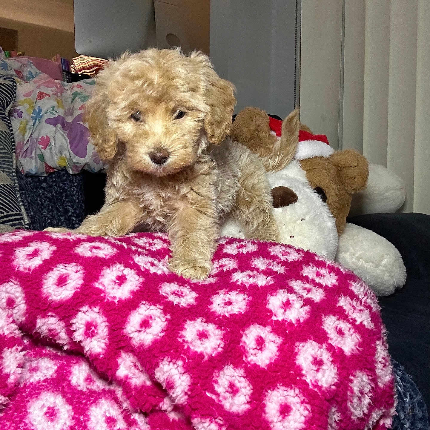 Chloe is registered to the contest to win money with this photo: blanket, computer, couch, cozy, cute, decor, dog, fur, furniture, home, indoor, living_room, pattern, pet, pink, puppy, small_dog, soft_toy, stuffed_animal, white