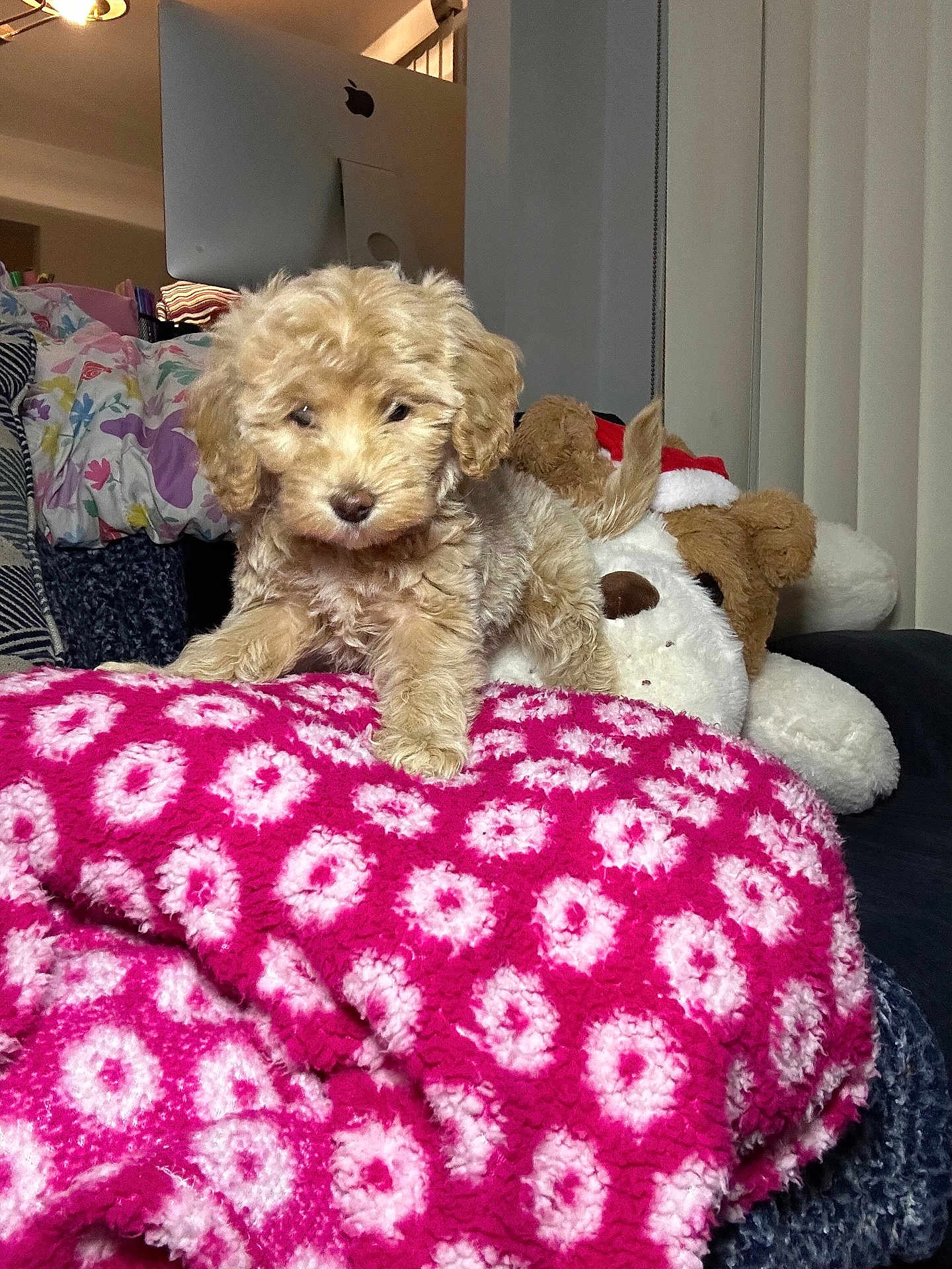 Chloe is registered to the contest to win money with this photo: puppy, dog, stuffed_animal, blanket, pink, white, pattern, indoor, furniture, computer, couch, soft_toy, cozy, cute, small_dog, fur, pet, living_room, home, decor