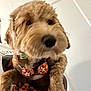 Chloe is registered to the contest to win money with this photo: dog, pet, bow_tie, fluffy, close_up, indoor, cute, brown_fur, animal, portrait, canine, adorable, costume, face, paw, furry, domestic_animal, companion, fashion, indoor_lighting