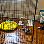Chloe joined the competition — help win amazing prizes! puppy, dog, playpen, metal_bars, training_pad, food_bowls, yellow_bed, pineapple_bed, wood_floor, window, sunlight, bag_of_food, indoor, pet, small_dog, floor_reflection, corner, wall, power_outlet, footwear