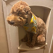 Chloe is registered to the contest to win money with this photo: dog, bandana, brown_fur, curly_fur, pet, indoor, wall_niche, vintage, small_space, cute, sitting, portrait, furniture, closeup, looking_away, animal, domestic_animal, cozy, quiet, curious