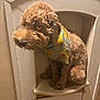 dog, bandana, brown_fur, curly_fur, pet, indoor, wall_niche, vintage, small_space, cute, sitting, portrait, furniture, closeup, looking_away, animal, domestic_animal, cozy, quiet, curious