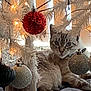 Nala joined the competition — help win amazing prizes! cat, christmas_tree, ornament, holiday, indoor, decorations, lights, white_tree, relaxing, pet, feline, baubles, cozy, festive, home, soft_fabric, holiday_decor, animal, domestic_cat, resting