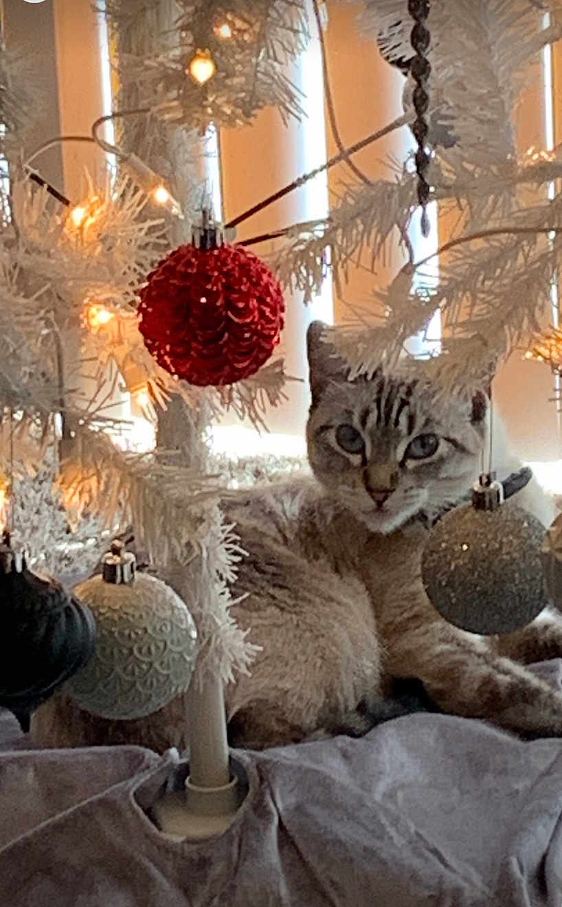 Nala