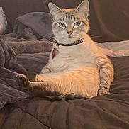 Nala is registered to the contest to win money with this photo: cat, feline, pet, collar, indoor, animal, sitting, blanket, fur, tabby, relaxed, comfort, cozy, looking_at_camera, domestic_cat, whiskers, ears, paws, bed, resting