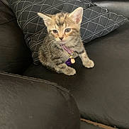 Akila joined the competition — help win amazing prizes! kitten, cat, tabby, pet, collar, purple, leather_couch, black_couch, pillow, indoor, feline, young_animal, cute, small, fur, whiskers, ears, sitting, domestic_animal, animal