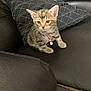 kitten, cat, tabby, pet, collar, purple, leather_couch, black_couch, pillow, indoor, feline, young_animal, cute, small, fur, whiskers, ears, sitting, domestic_animal, animal