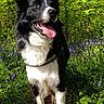 animal, black_and_white, border_collie, canine, daylight, dog, forest, fur, greenery, happy, leaves, nature, outdoor, path, purple_flowers, summer, sunlight, tongue_out, trees, wildflowers