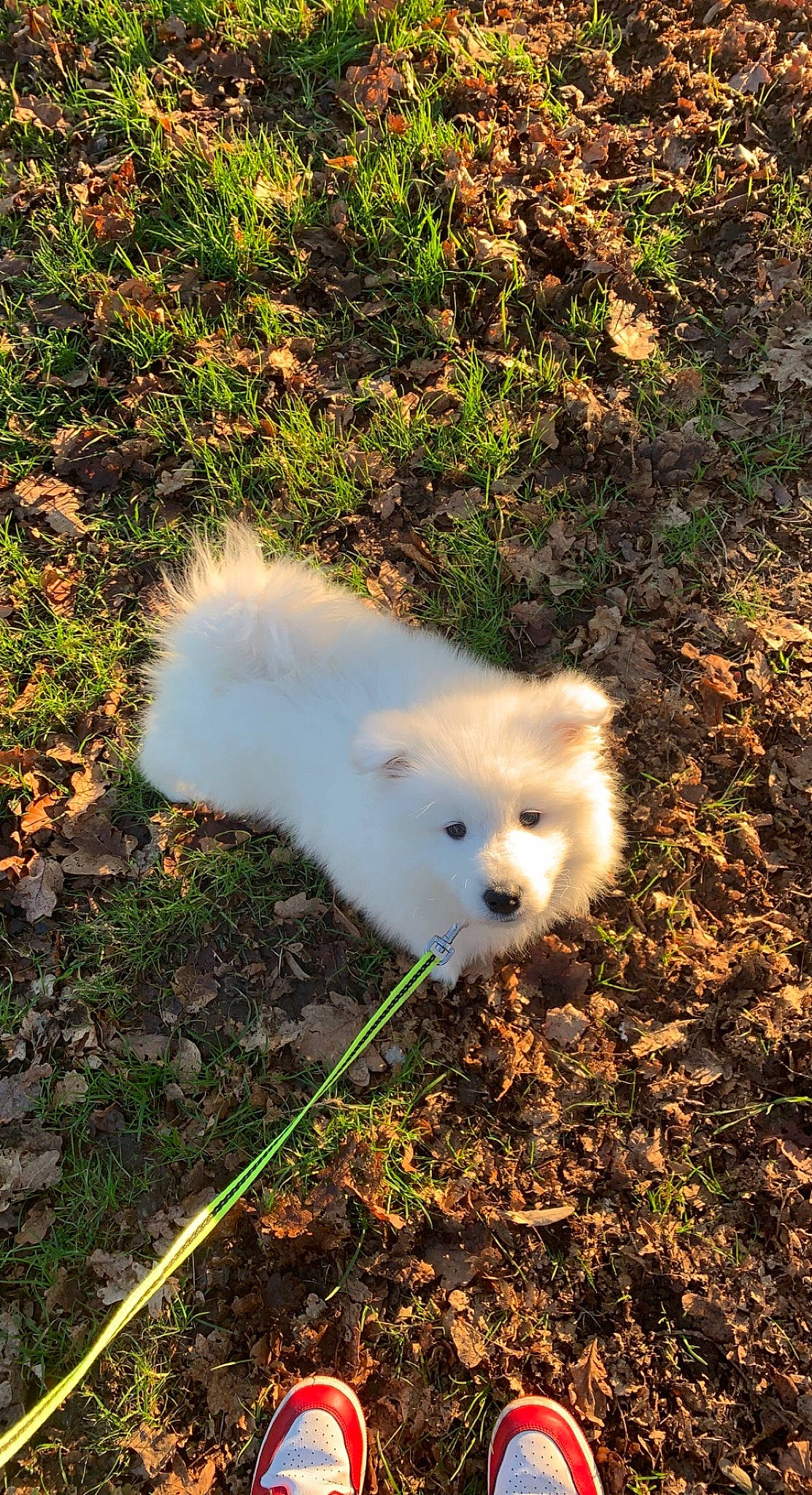 Kyubi a rejoint le concours — aidez-le/la à gagner de superbes lots ! canidae, carnivore, companion_dog, dog, dog_breed, fawn, fur, german_spitz, german_spitz_klein, german_spitz_mittel, grass, japanese_spitz, puppy, samoyed, snout, spitz, sporting_group, toy_dog, volpino_italiano, working_animal