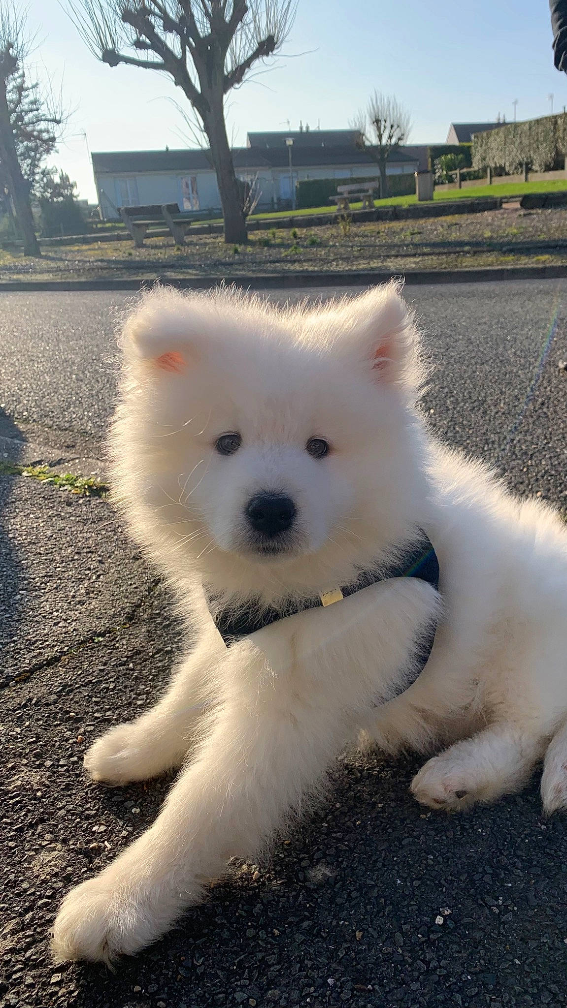 Kyubi participe au concours pour gagner de l'argent avec cette photo : canidae, carnivore, companion_dog, dog, dog_breed, fur, german_spitz, german_spitz_klein, japanese_spitz, non_sporting_group, plant, samoyed, sky, snout, spitz, sporting_group, tree, volpino_italiano, working_animal, working_dog