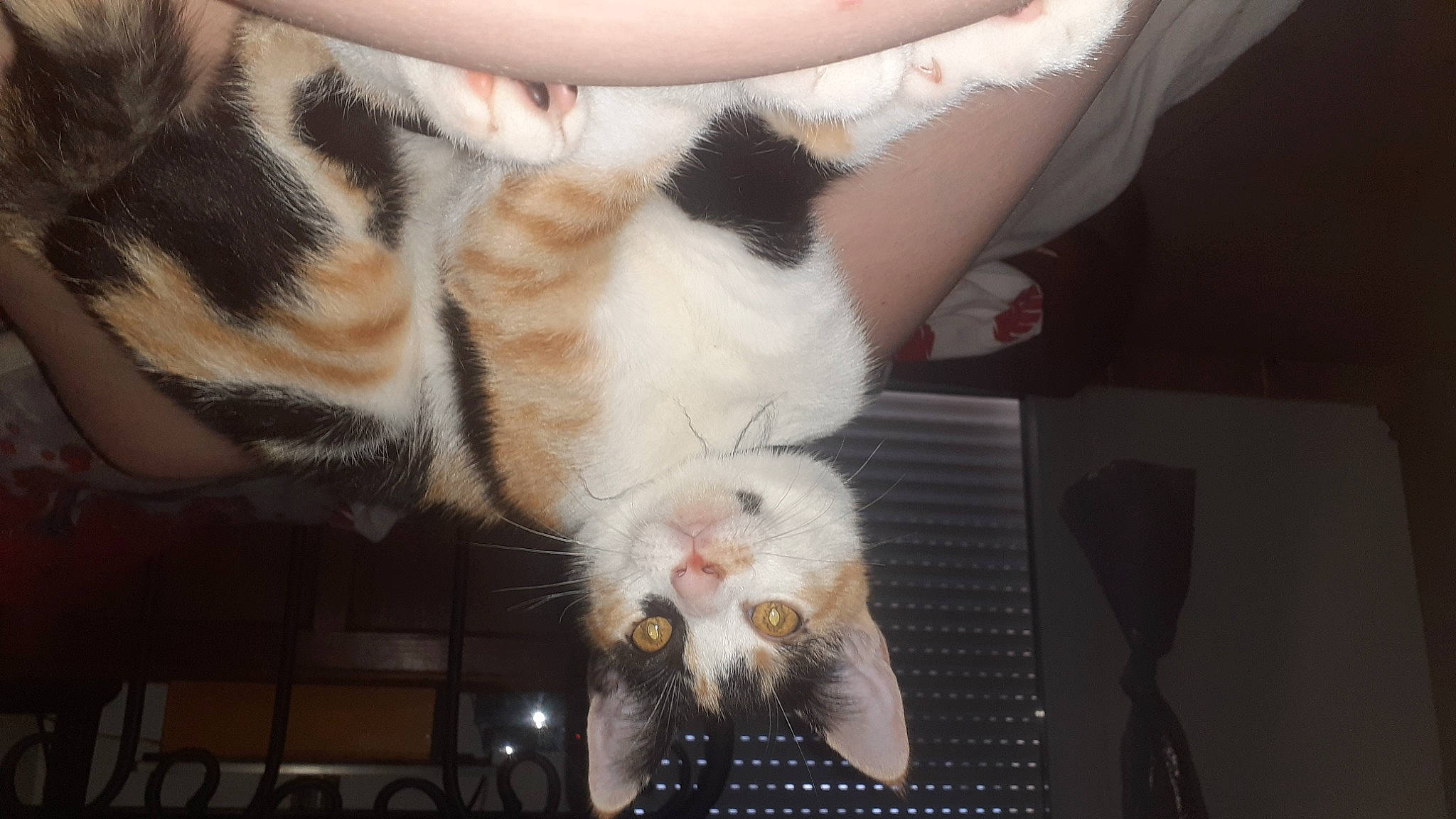 Tizia a rejoint le concours — aidez-le/la à gagner de superbes lots ! canidae, carnivore, cat, claw, comfort, companion_dog, domestic_short_haired_cat, fawn, felidae, foot, fur, mammal, nail, nap, paw, small_to_medium_sized_cats, snout, tail, terrestrial_animal, whiskers