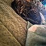 animal, blanket, cat, closeup, couch, cozy, curled_up, dog, fluffy, fur, home, indoors, peaceful, pets, relaxing, resting, sleeping, soft_texture, striped_fur, tabby