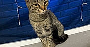 Scrabble is registered to the contest to win money with this photo: animal, bed, bedroom, blue_background, brick_pattern, cat, cozy, ears, fur, indoor, kitten, neon_lighting, pet, pink_decoration, portrait, sitting, string_lights, tabby_cat, tail, whiskers