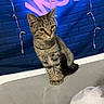 animal, bed, bedroom, blue_background, brick_pattern, cat, cozy, ears, fur, indoor, kitten, neon_lighting, pet, pink_decoration, portrait, sitting, string_lights, tabby_cat, tail, whiskers